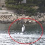 delfin krk