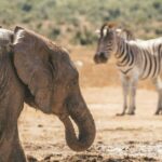 slon zebra