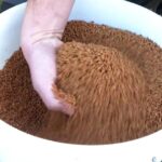 kospice maslina