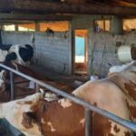 mirsad suljic krave