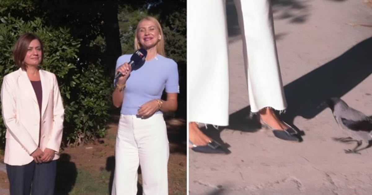 reporterka vrana
