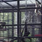 zoo majmuni