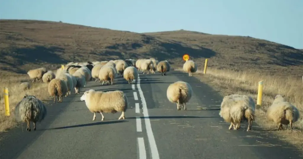 Automobilom uletio u stado: 20 ovaca stradalo, vozač bio pijan