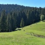 borov cetnjak