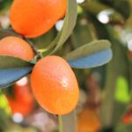 kumquat