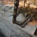 sruseno drvo banja luka