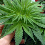 marihuana