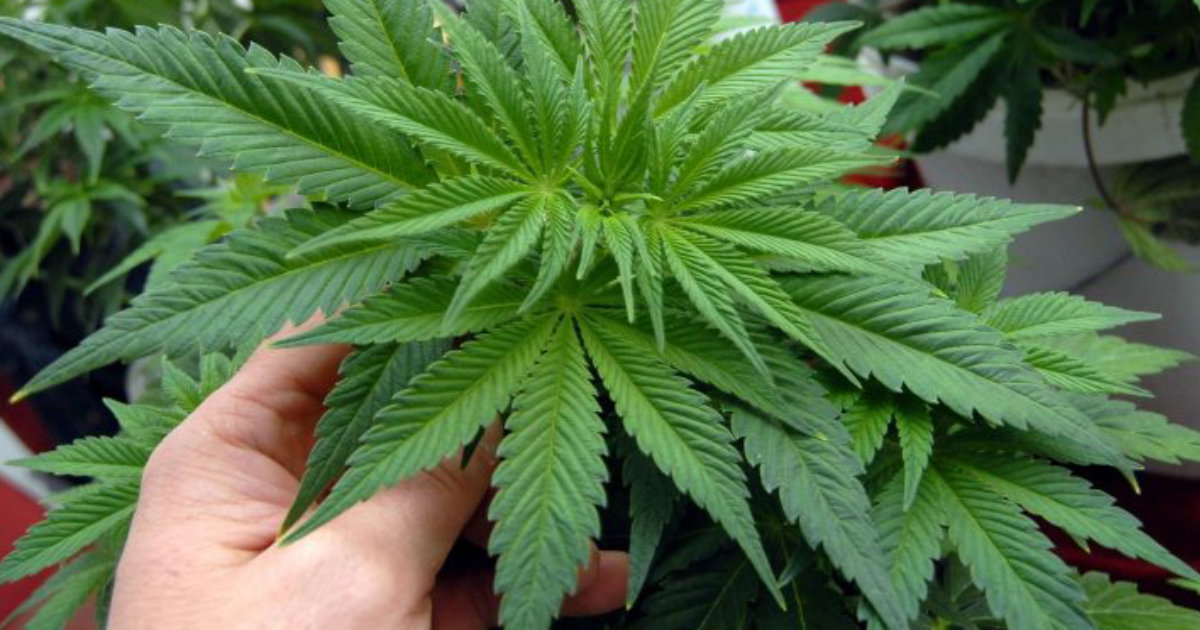 marihuana