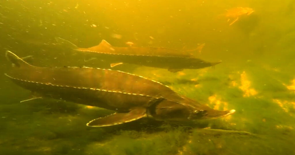 U Jadranskom moru pojavila se riba za koju su svi mislili da je izumrla