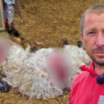 medvjed upao medju ovce