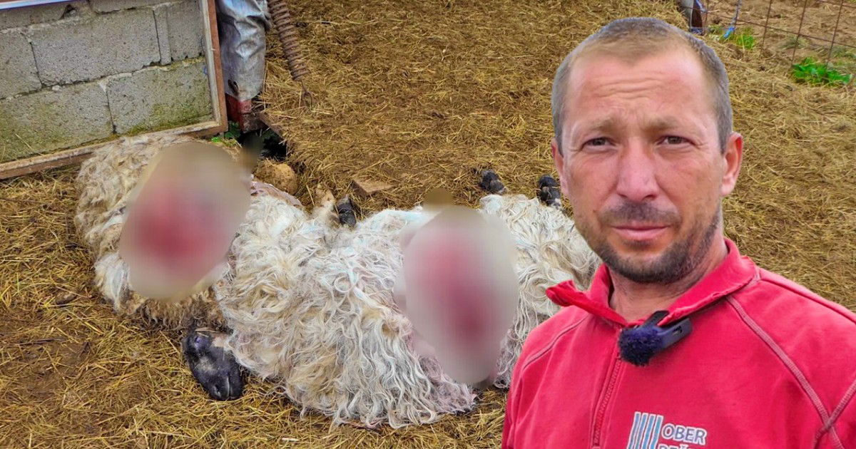 Medvjed hara po selima, Huseinu za pola sata uništio stado: “Ne može ...