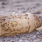 plastika