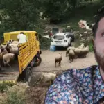 nurkic ovce