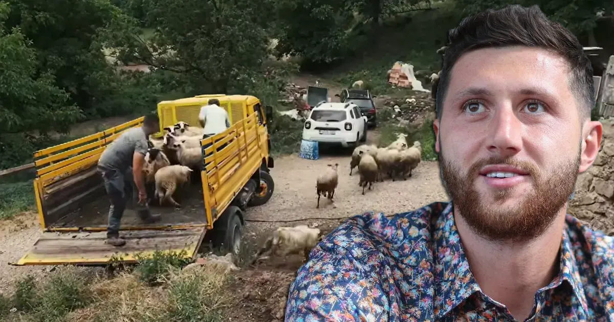 nurkic ovce
