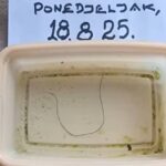gordius konjska dlaka