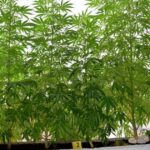 kanabis marihuana