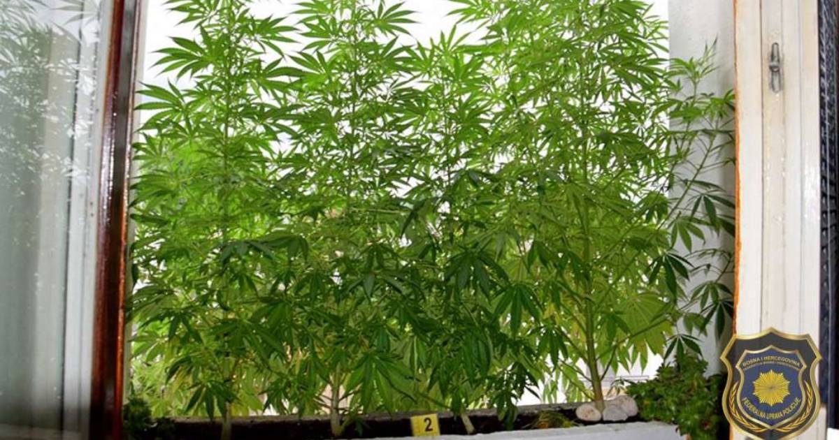 kanabis marihuana