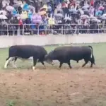 korida kutanja donji vakuf