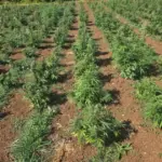 plantaza marihuane u crnoj gori
