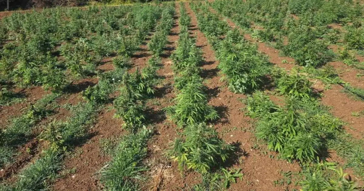 plantaza marihuane u crnoj gori