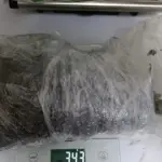spider droga