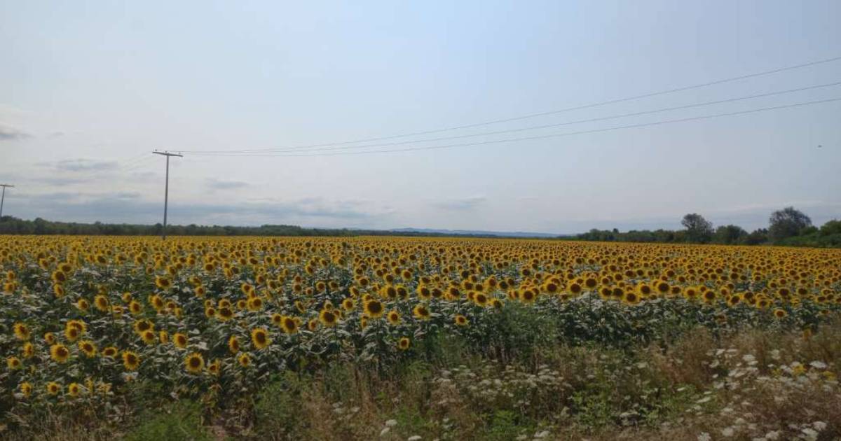 suncokreti