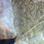 droga marihuana
