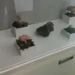 izlozba svijet gljiva