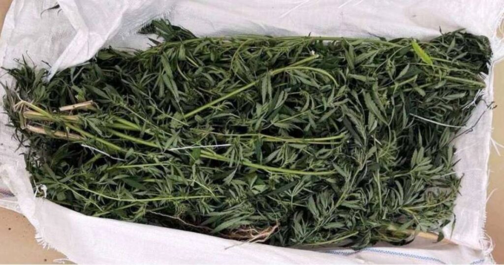 zaplijenjena marihuana