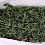 zaplijenjena marihuana
