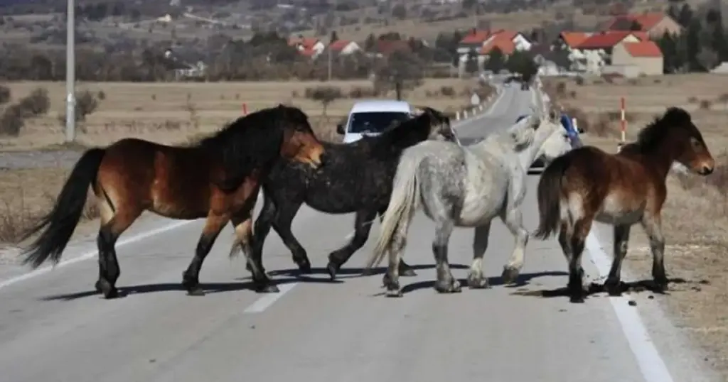 livno divlji konji