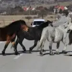 livno divlji konji