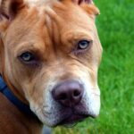 pit bull