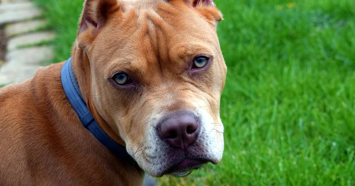 pit bull