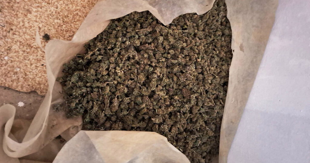 marihuana zapljena