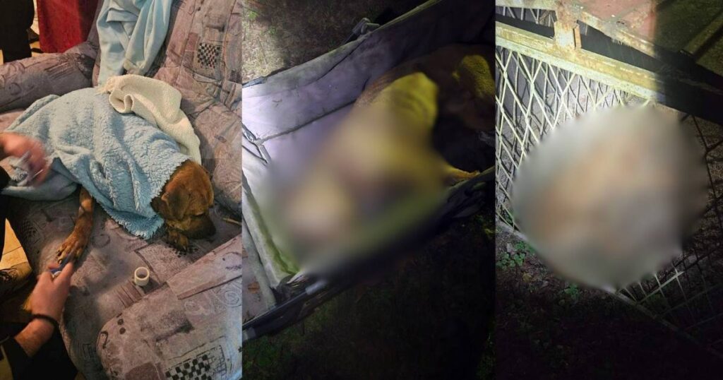 Još jedna osoba uhapšena zbog organizovanja borbi pasa, saslušano 70 svjedoka