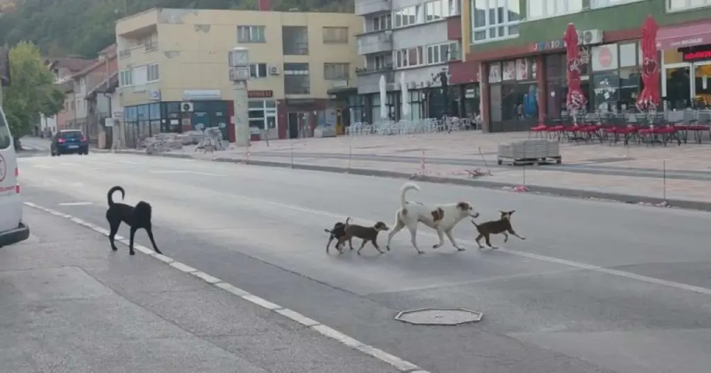 psi lutalice ilustracija