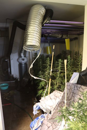marihuana kanabis