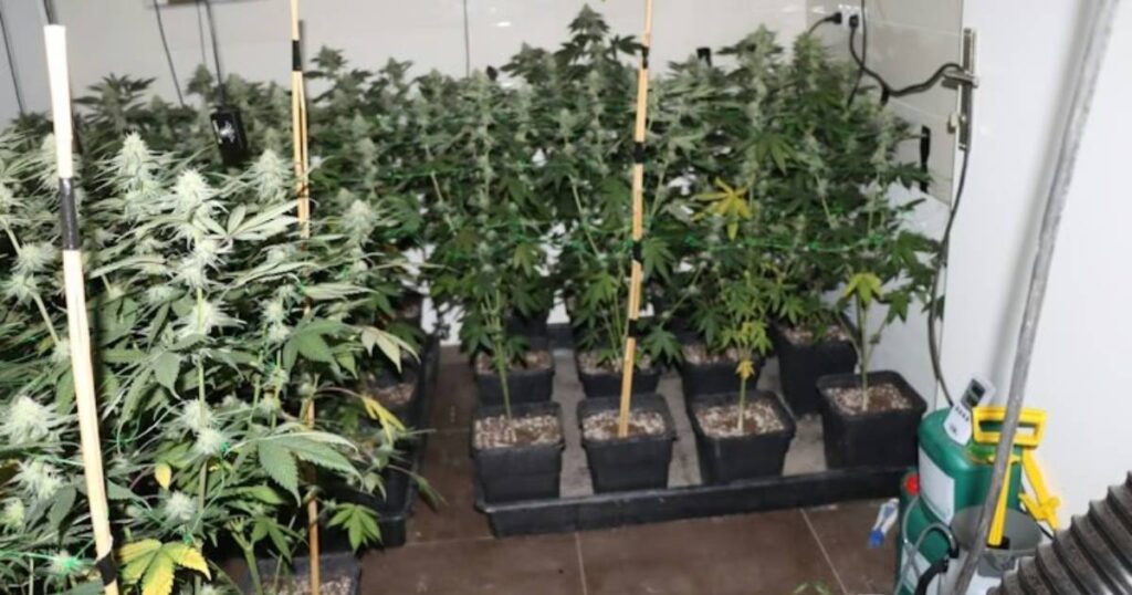 marihuana kanabis