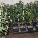 marihuana kanabis