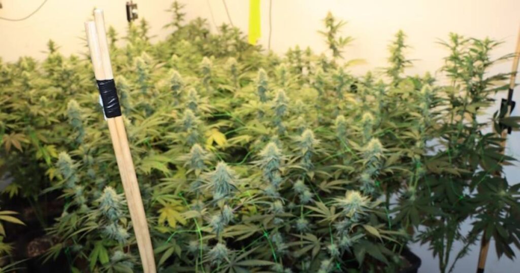 marihuana kanabis