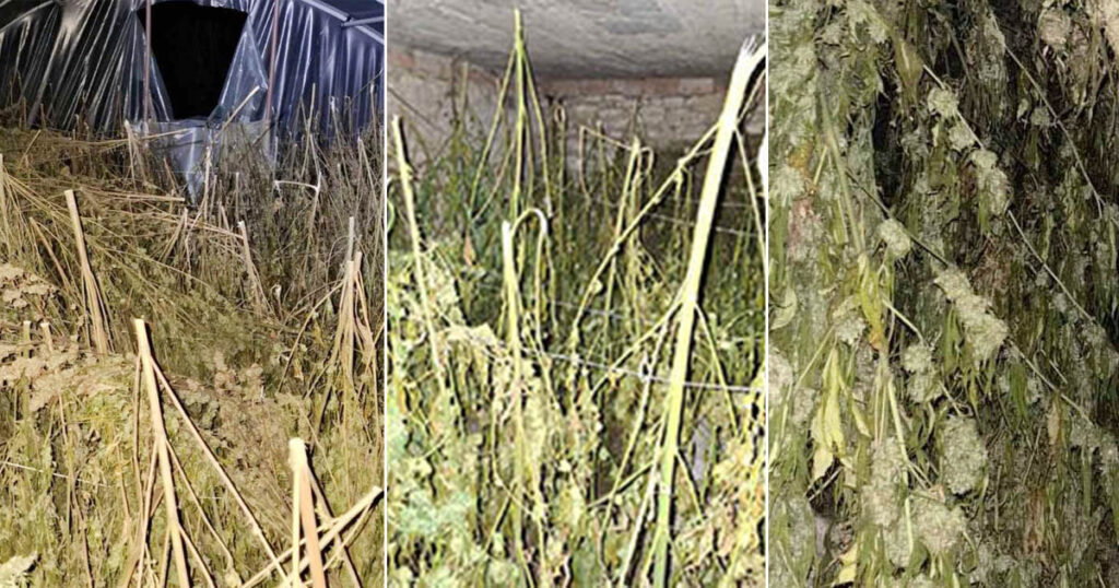 marihuana zapljena