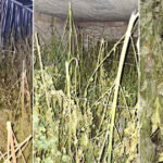 marihuana zapljena