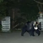 medvjed japan