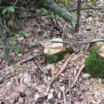 Foto: PU Banja