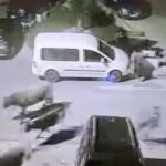 krdo krava