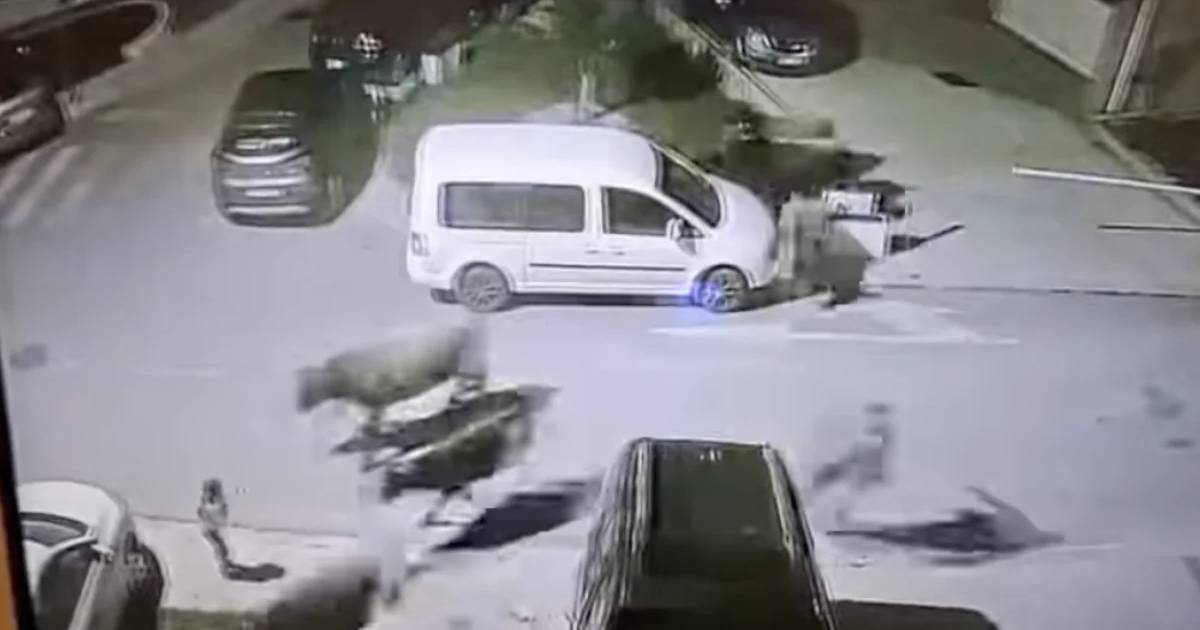 krdo krava