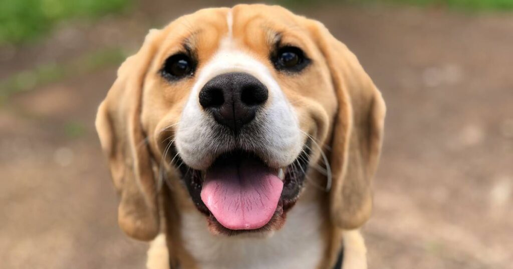 Kraj lanaca: Trajno vezivanje pasa odsad je zabranjeno u ovoj zemlji regiona