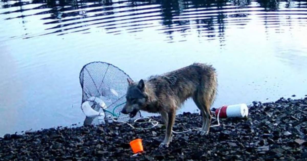 Vučica snimljena u nevjerovatnom poduhvatu