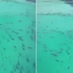 Stotine morskih pasa kod plaže u Australiji